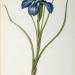 Iris Xyphioides, from `Les Liliacees'